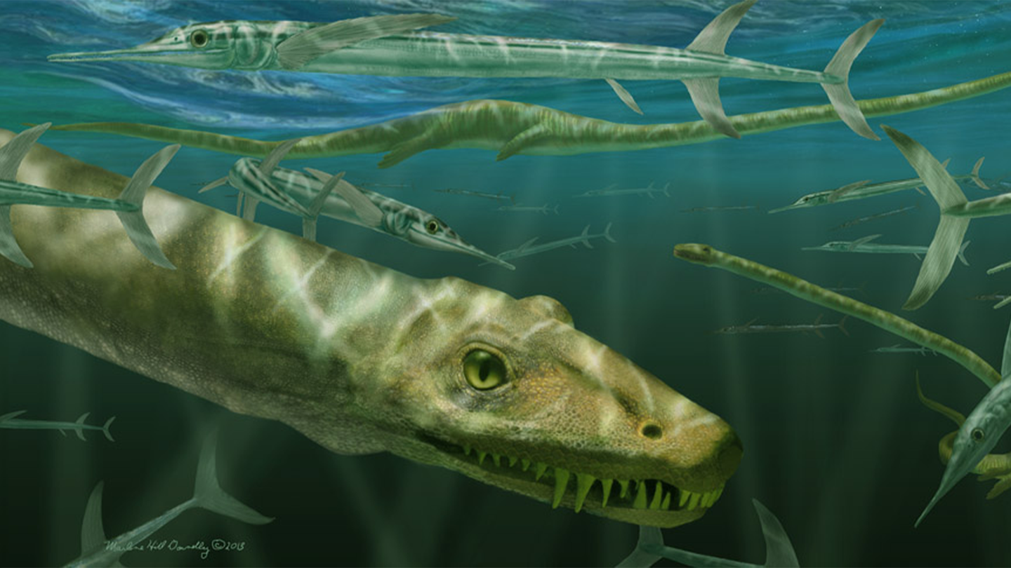 An artist's illustration of Dinocephalosaurus orientalis with a long neck and sharp teeth swimming alongside prehistoric fish.