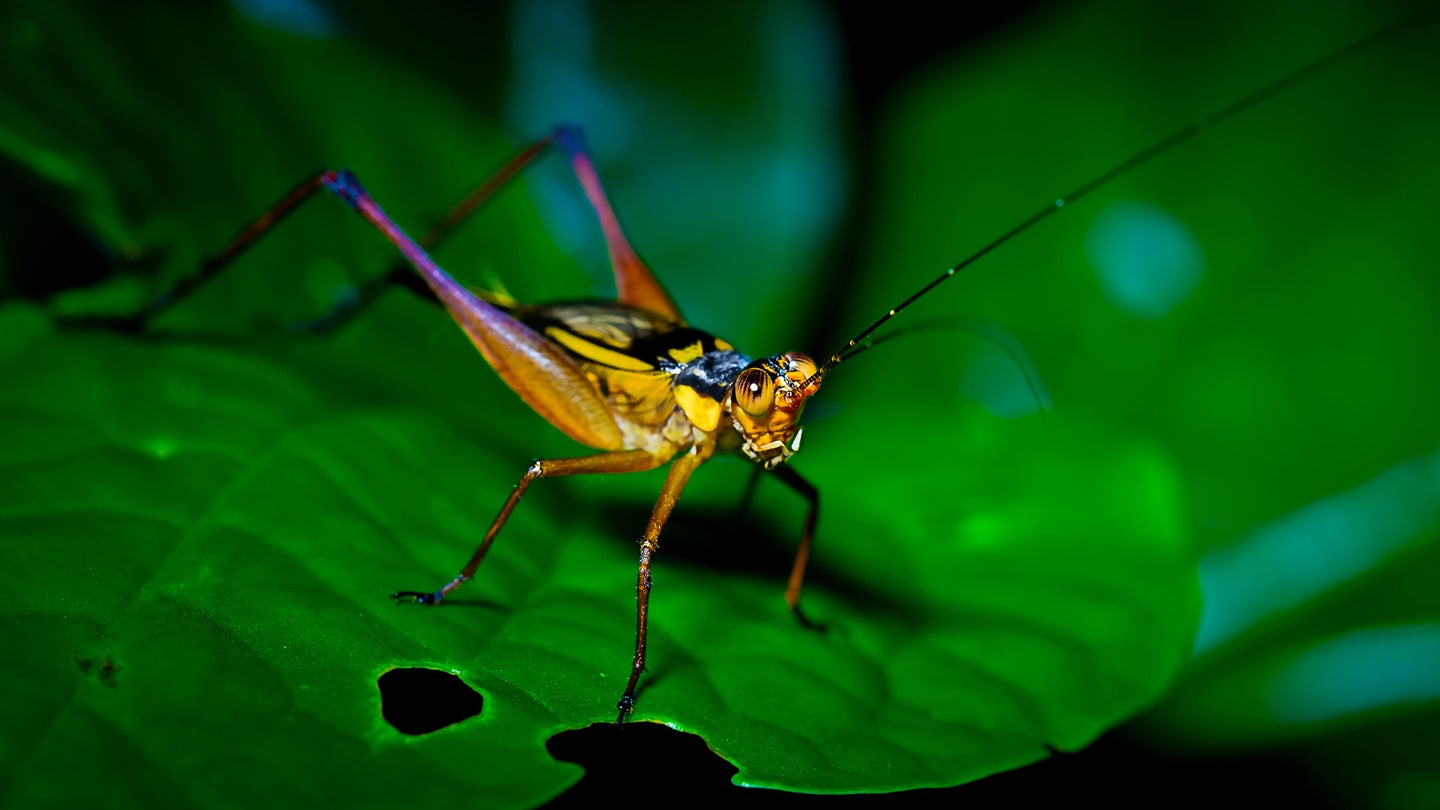 Colorful cricket on green leaf