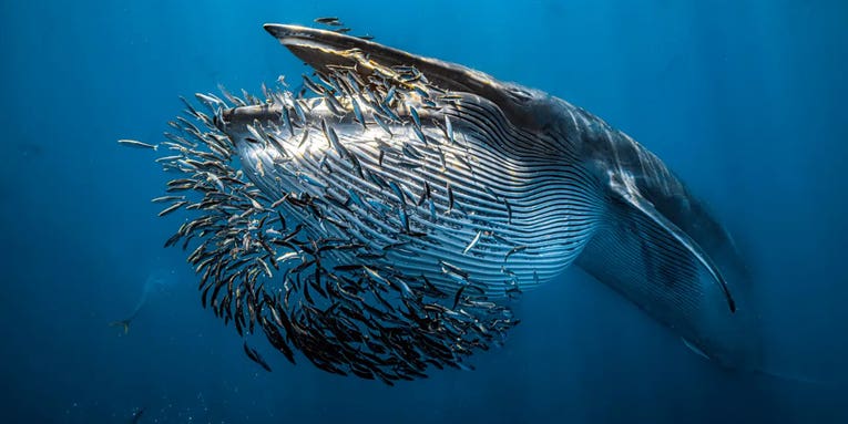 Dive into 11 remarkable images from the 2024 Underwater Photographer of the Year competition
