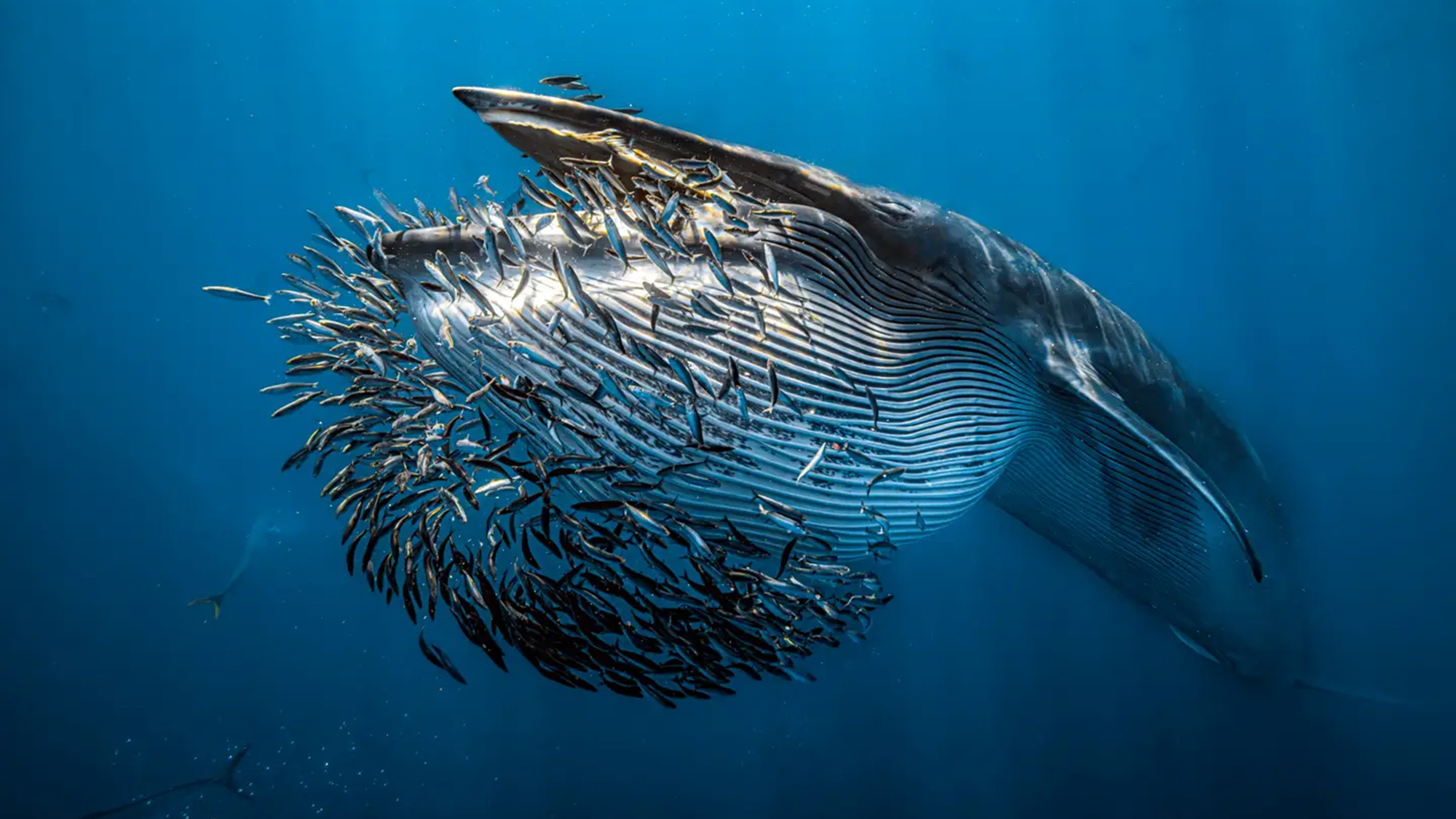 a school of sardines swarms the mouth of a whale
