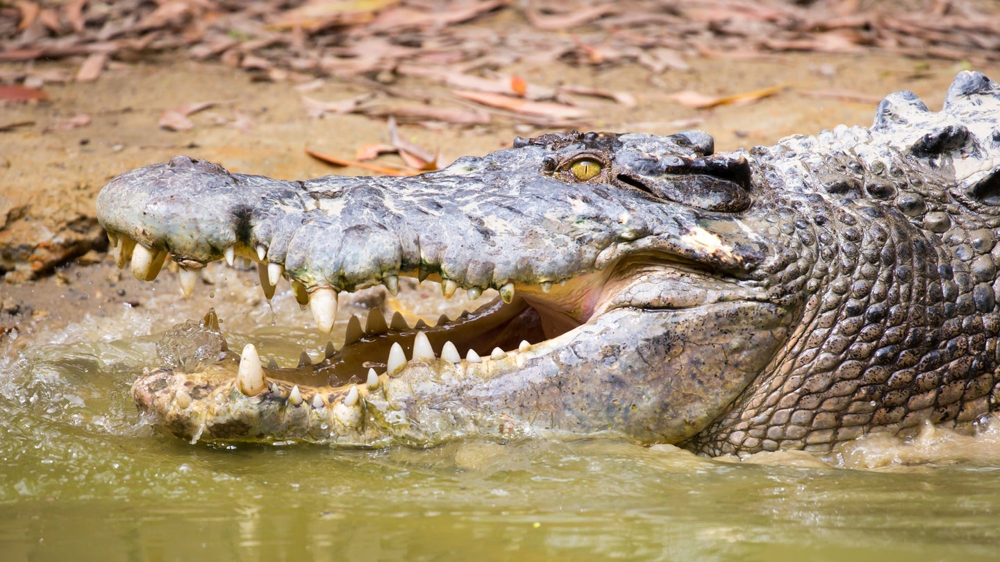 A crocodile in Queensland, Australia.