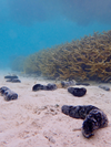 A sea cucumber feeding on the reef. CREDIT: Georgia Tech/Clements et. al. 2024