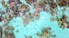 A drone photo of sea cucumbers near a coral reef in the tropical waters of French Polynesia. 