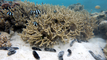 Sea cucumbers are the ‘scum suckers’ corals desperately need
