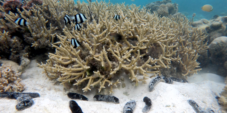 Sea cucumbers are the ‘scum suckers’ corals desperately need