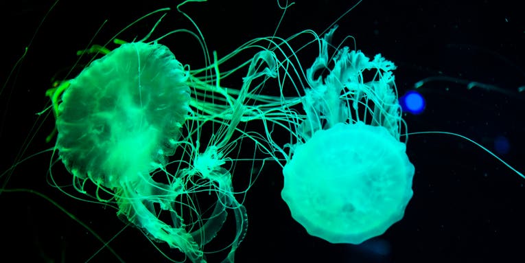 Jellyfish-inspired glowing dye can glom onto fingerprints at crime scenes