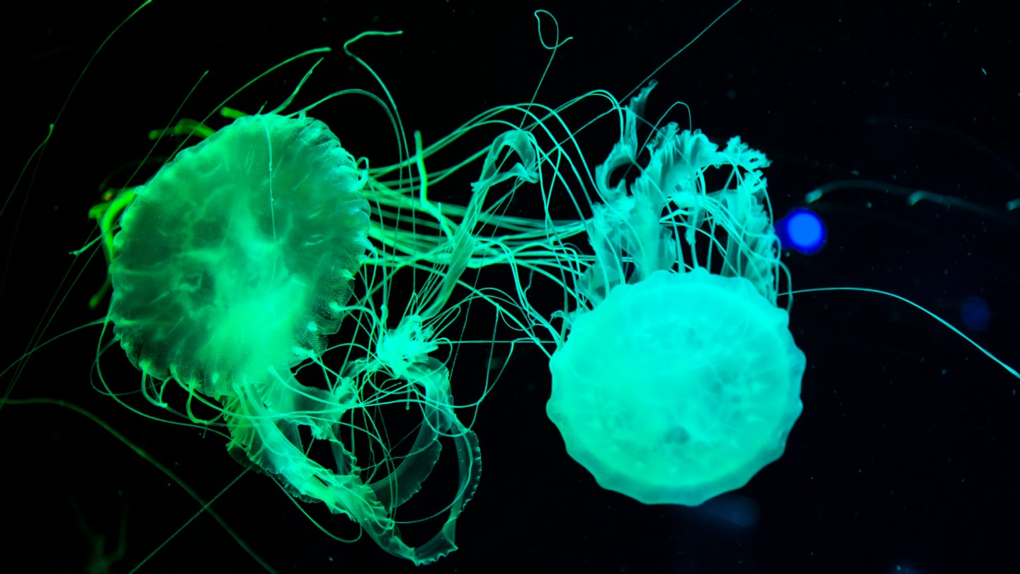 Jellyfish glowing green underwater