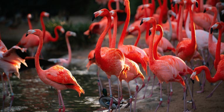 Why flamingo milk is pink