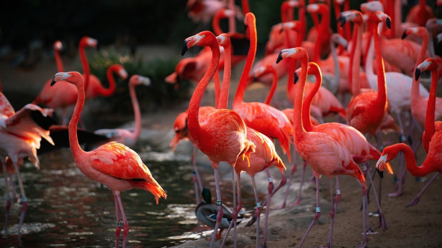 Similarly to pigeons, flamingo male and females produce crop milk for their babies.