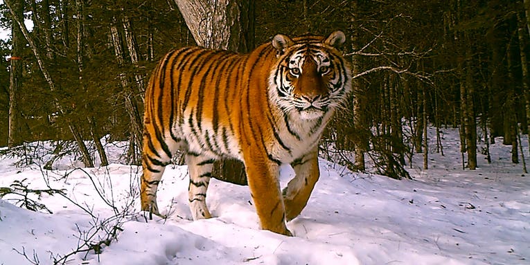 NASA and Google Earth Engine team up with researchers to help save tigers