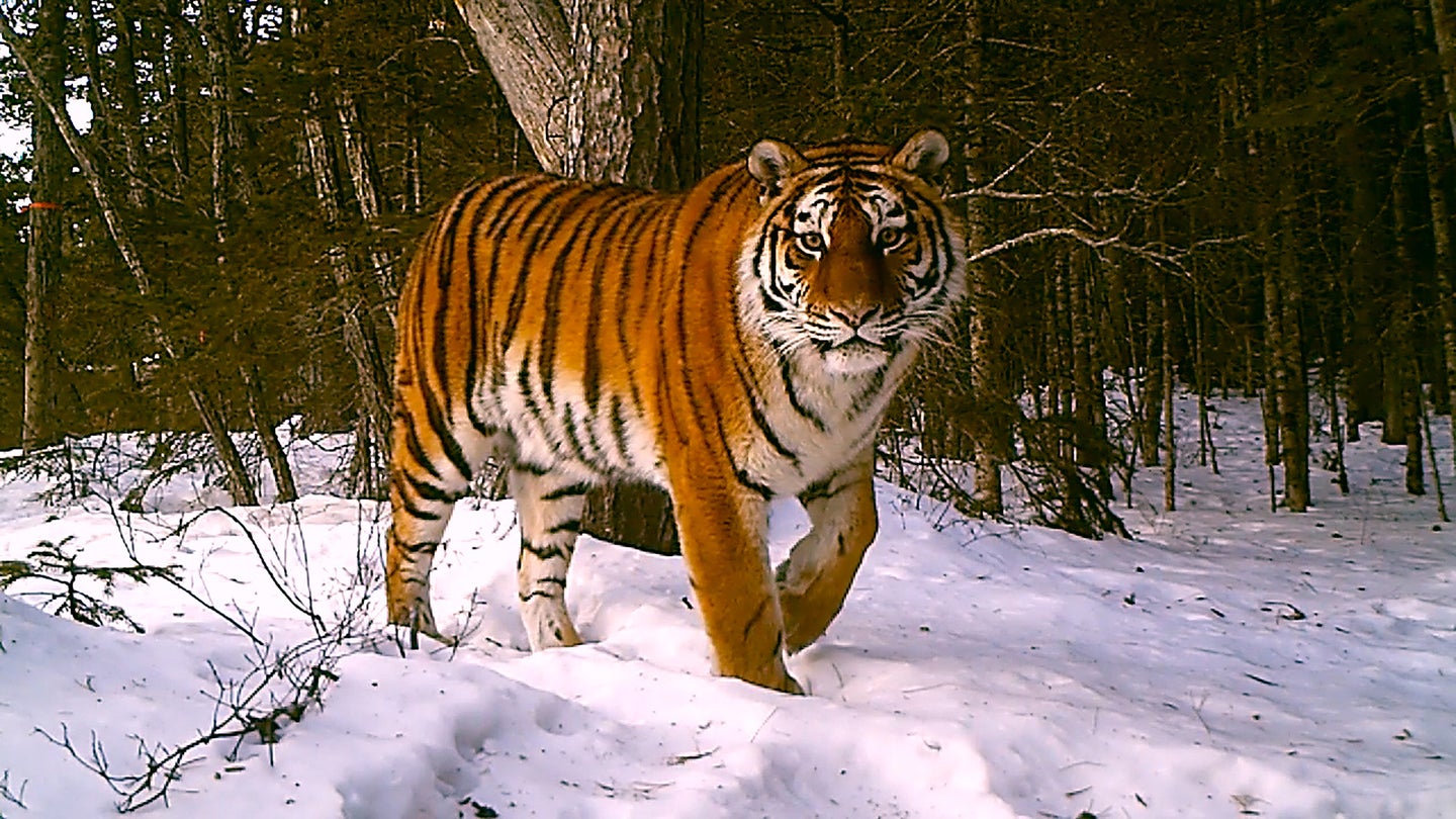 Tiger walking across snow