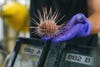 An urchin retrieved as a sample by ROV SuBastian is handled by a researcher before being taken to the laboratory on Research Vessel Falkor (too) for cataloging and analysis. CREDIT: Alex Ingle/Schmidt Ocean Institute