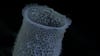 Detalle de una esponja documentada a una profundidad de 4063 pies en el monte submarino 10, también conocido como Quoit Burel.  Crédito: ROV Subastian/Instituto Oceánico Schmidt