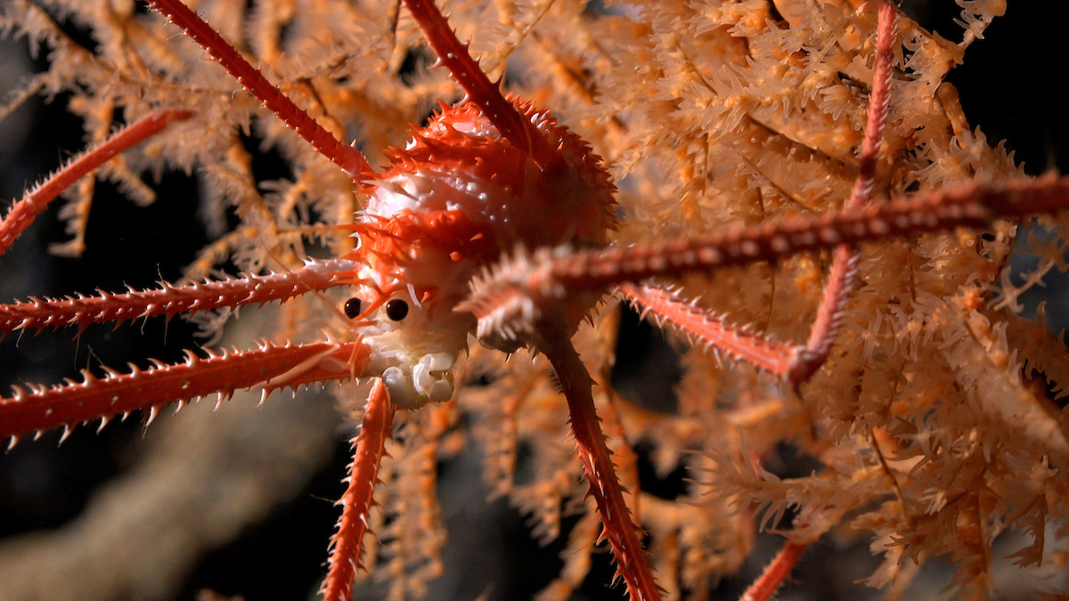 A squat lobster documented in coral at a depth of 2,194 feet on Seamount JF2. CREDIT: ROV SuBastian/Schmidt Ocean Institute