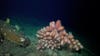 Se han documentado erizos elípticos de Termechinus en el monte submarino JF2 a una profundidad de 1.692 pies.  Crédito: ROV Subastian/Instituto Oceánico Schmidt