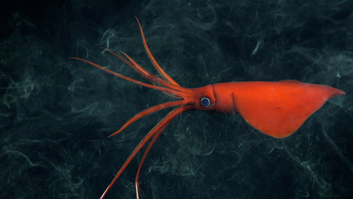 A rarely-seen whiplash squid documented at 3,625 feet deep after inking at Seamount 17 (Ikhtiandr) in the Nazca Ridge. CREDIT: ROV SuBastian/Schmidt Ocean Institute