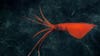 Se ha documentado un raro calamar látigo a una profundidad de 3.625 pies después de haber sido tatuado en el monte submarino 17 (Ichthyander) en la Cordillera de Nazca.  Crédito: ROV Subastian/Instituto Oceánico Schmidt