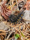a black caterpillar with yellow dots along its spine sits on brown leaves