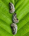 three white, black, and yellow larvae lined up vertically on a green leaf