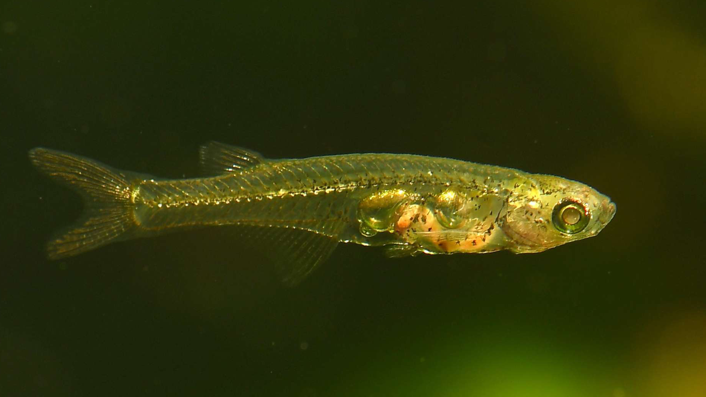 A small translucent fish with its organs visible swims in a tank.