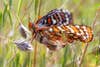 an orange and white butterfly sits in the grass
