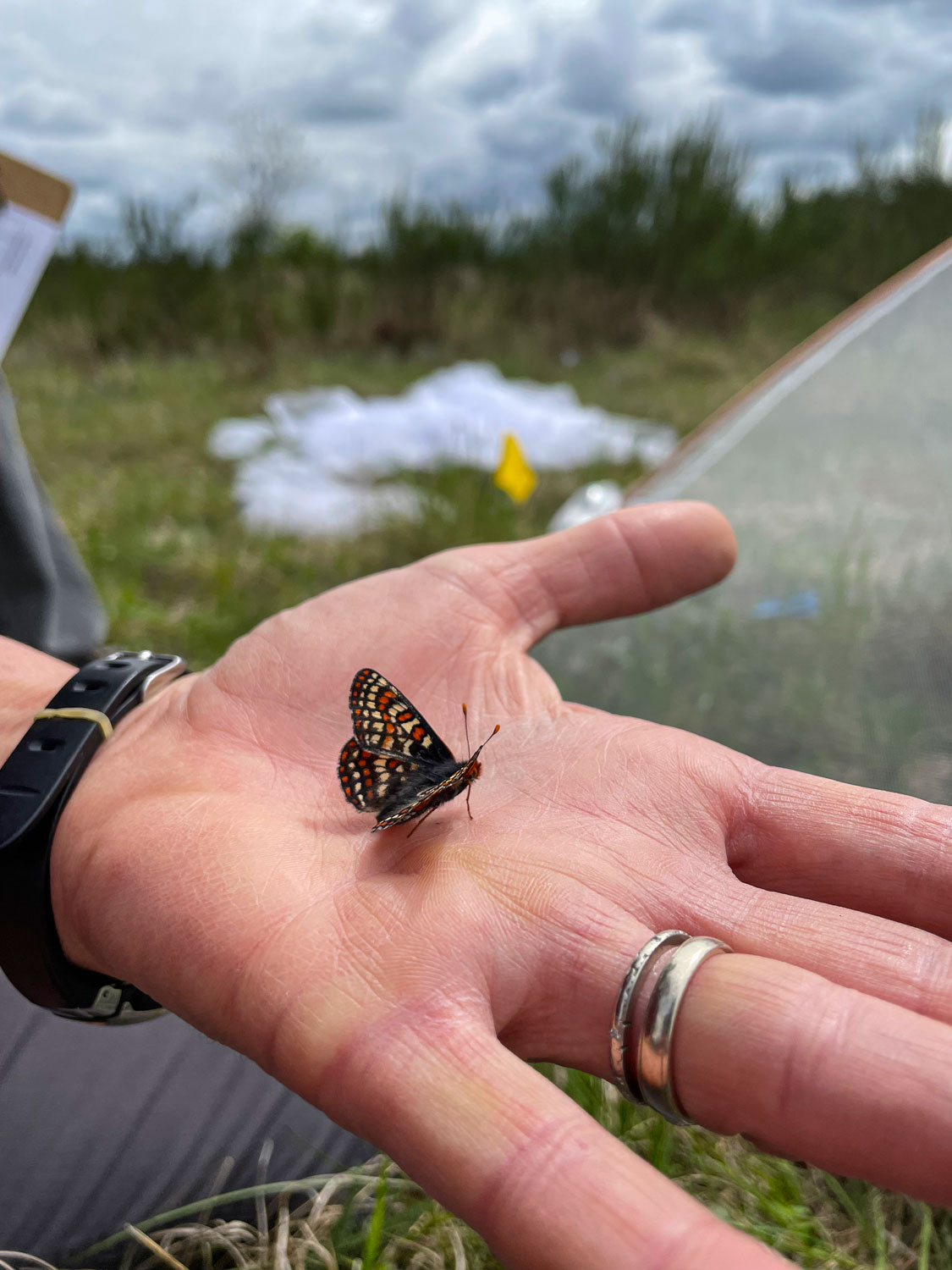 an orange and white butterfly sits on a human hand