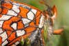 a closeup view of the white and orange pattern on a butterfly wing
