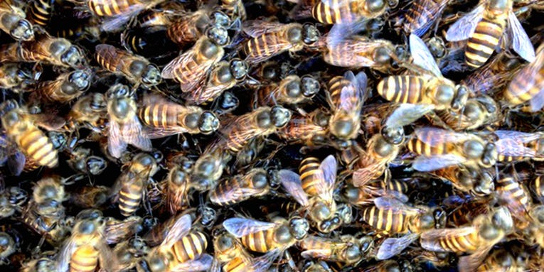 How a single honey bee colony led to a species invasion