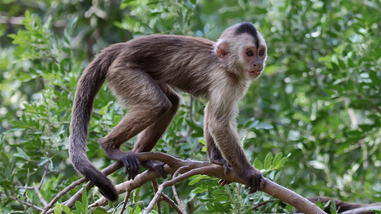 A capuchin monkey with a long tail walking along a tree branch.