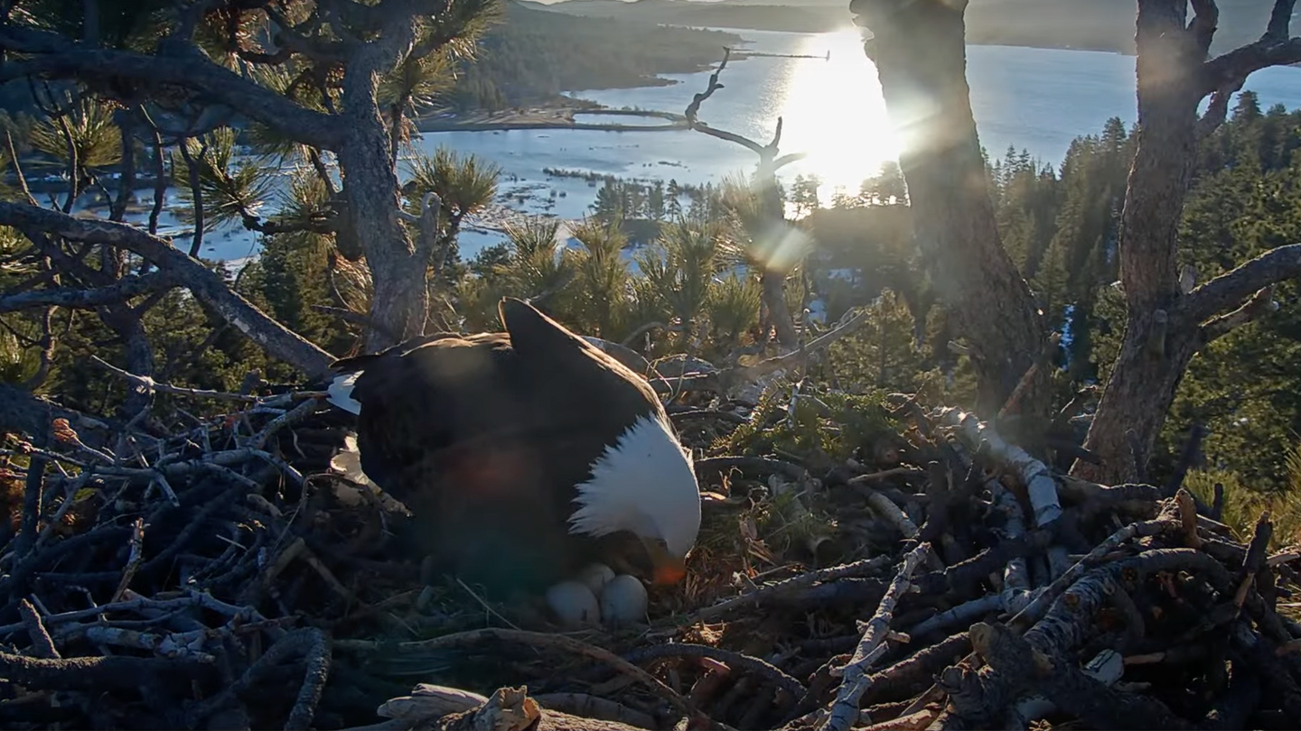 Three eggs in a nest, while a bald eagle attends to it.