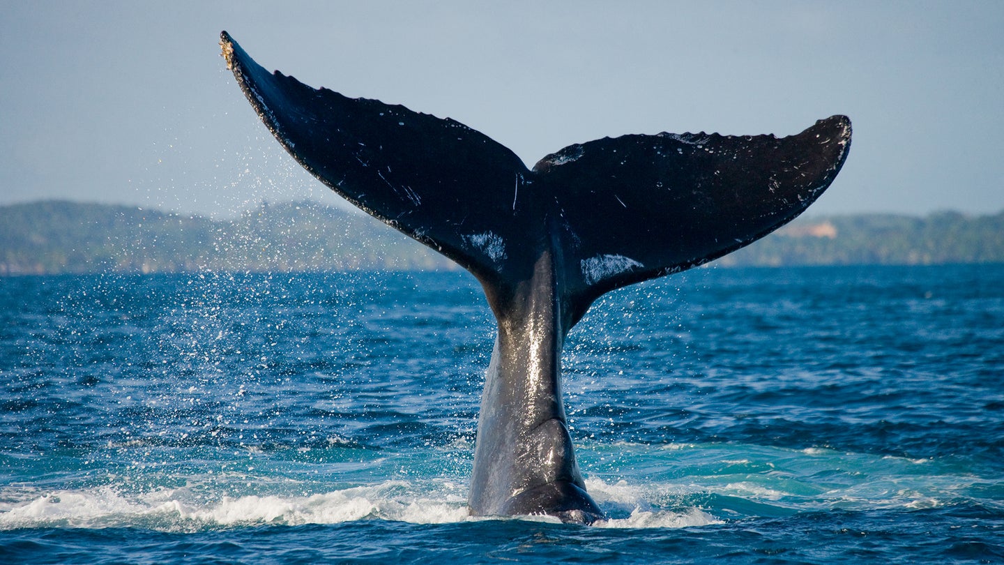 tail of a humpback whale in the ocean sticking out of the waves