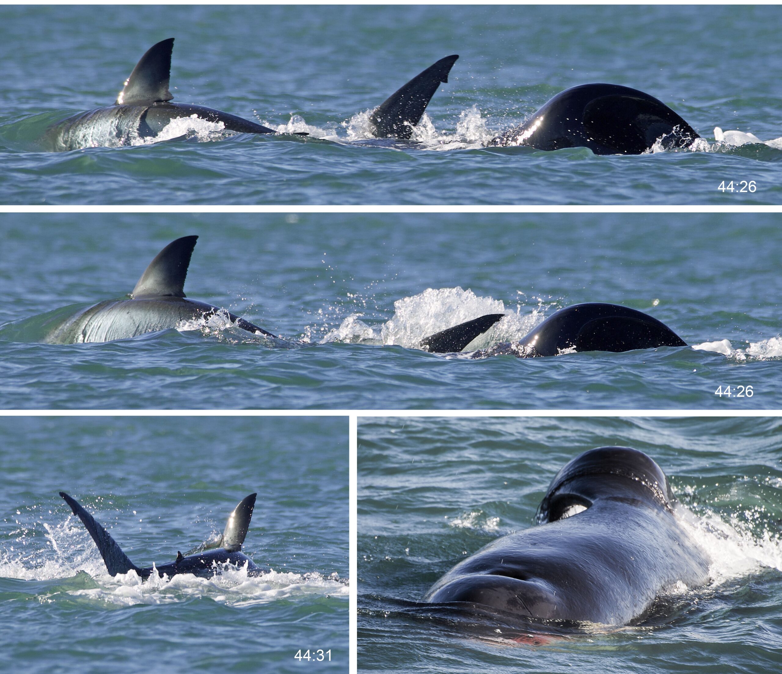 A timeline of an orca whale preying on a white shark. CREDIT: Christiaan Stopforth (Drone Fanatics SA) Arianna Di Bari (Shark Studies Center Scientific Institute).