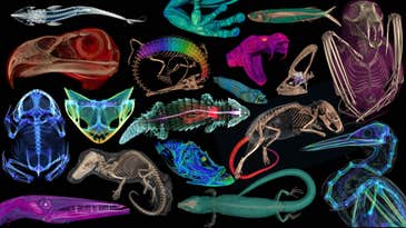 Take a look inside 13,000 animals–no scalpel required