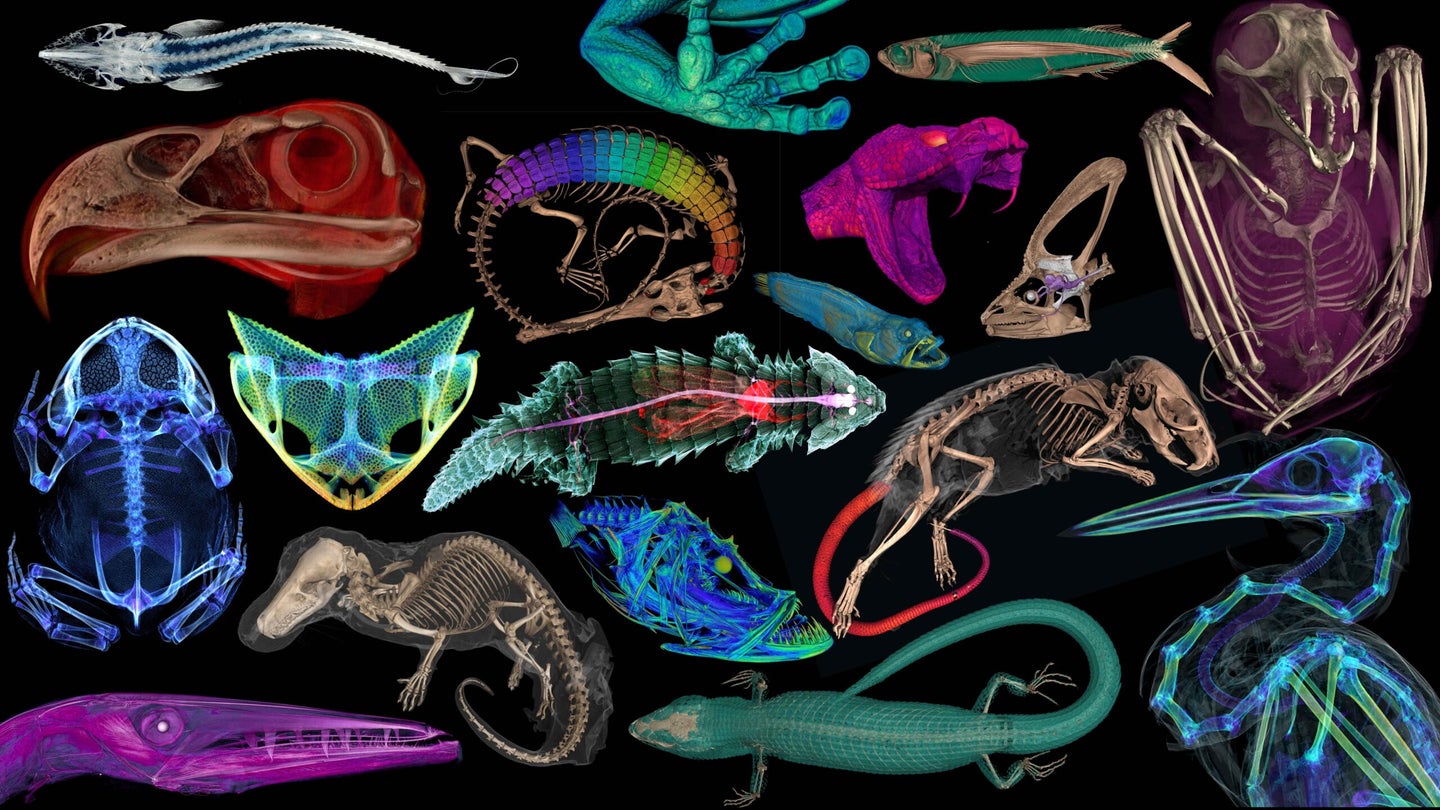 scans of the anatomy of different animals