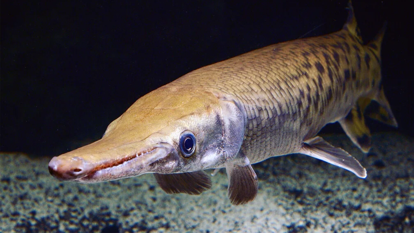 A silver gar fish with a long snout.
