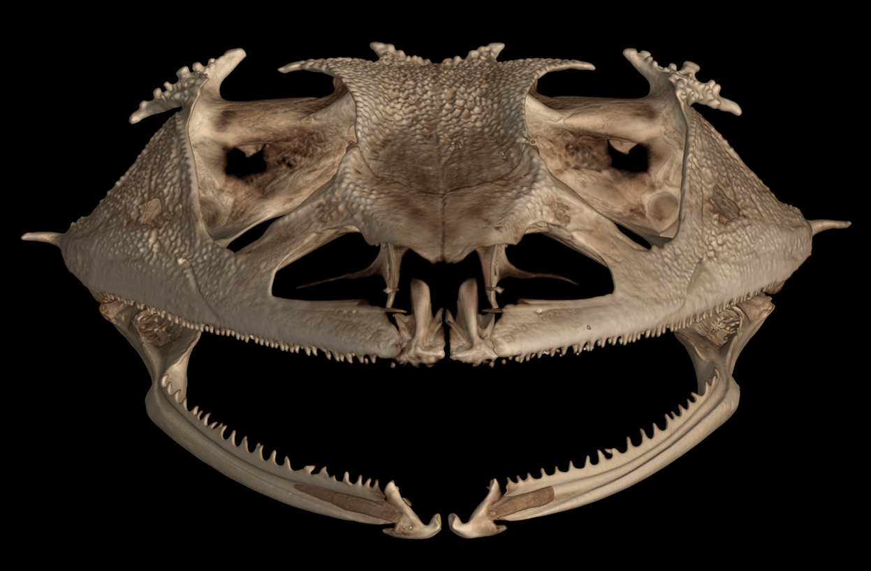 a frog skull