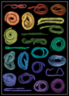 a rainbow of snake scans