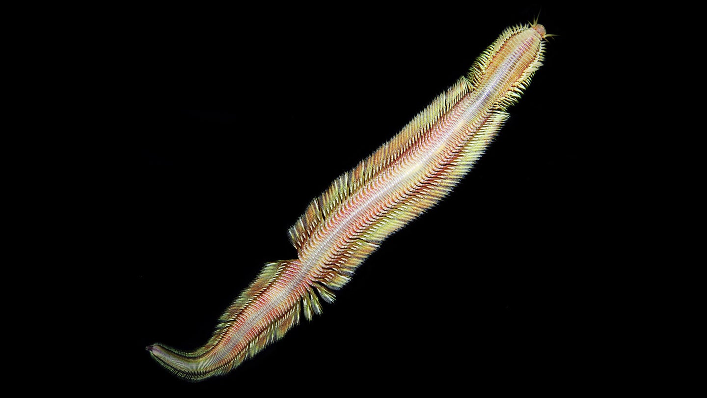 a deep sea worm with feathery appendages