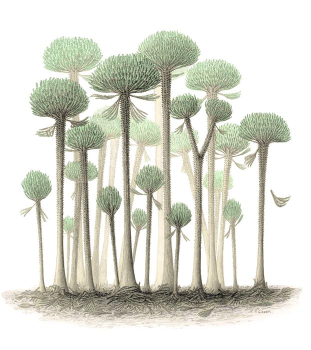An illustration of a forest of Calamophyton trees. 