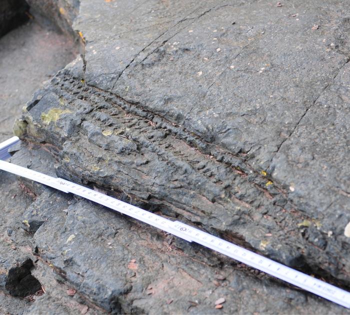 Fossils of fallen Calamophyton logs. 