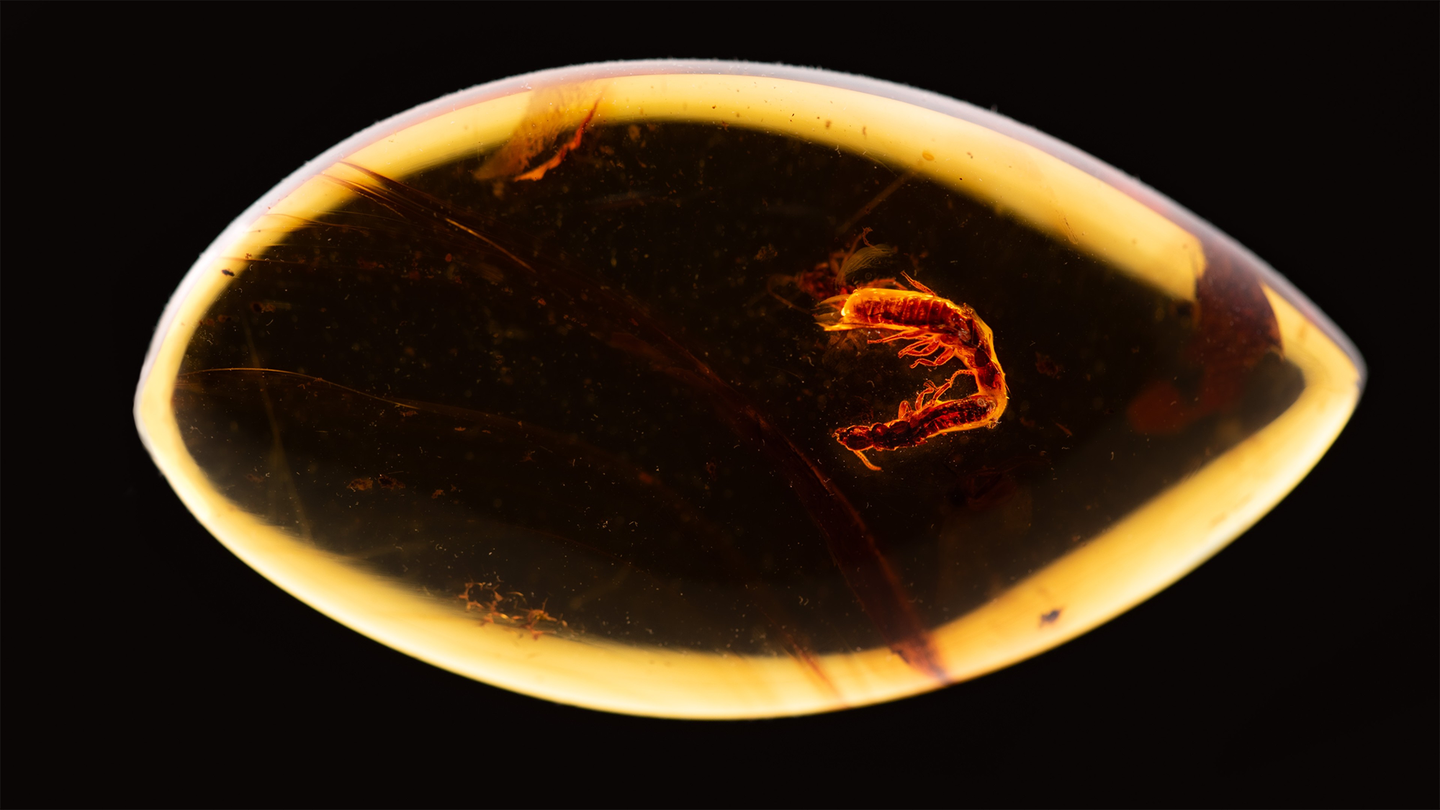 two termites trapped in an oval shaped bit of amber