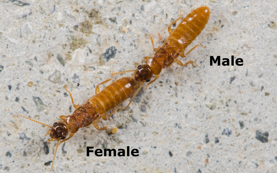 two termites in a tandem run, with the male behind the female in a line