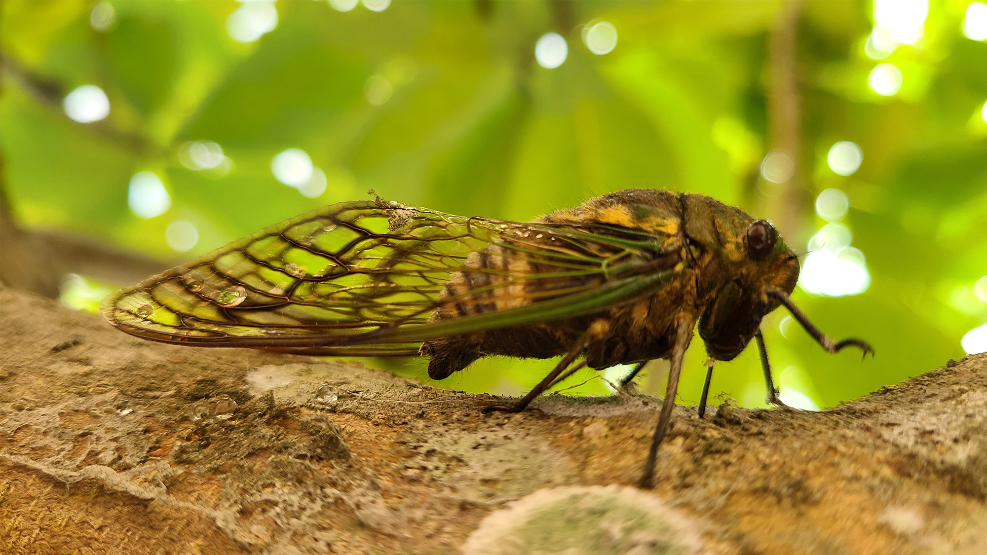 a cicada in a tree