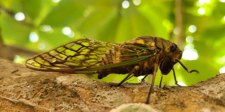 Cicadas pee in jet streams like bigger animals