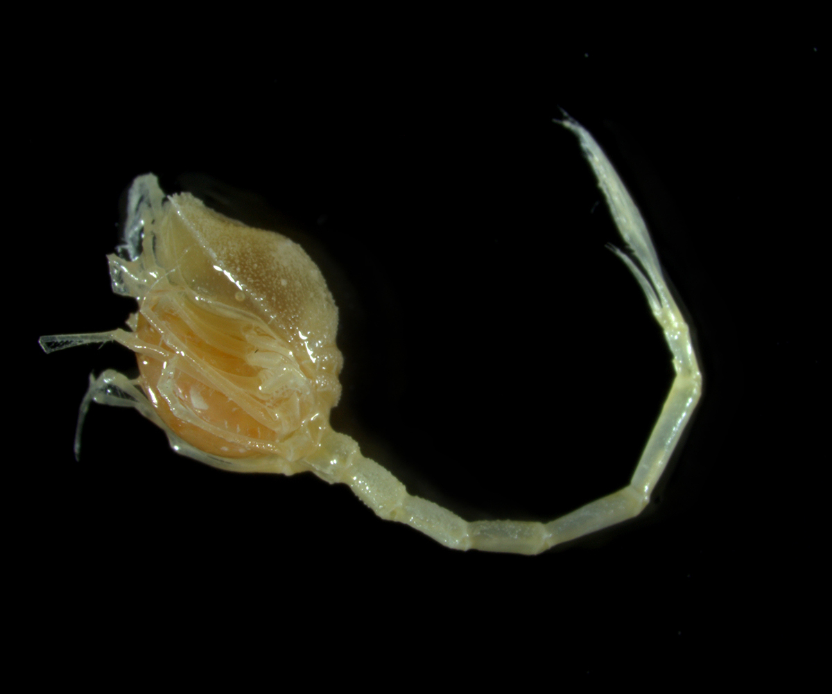 A potentially new comma shrimp species