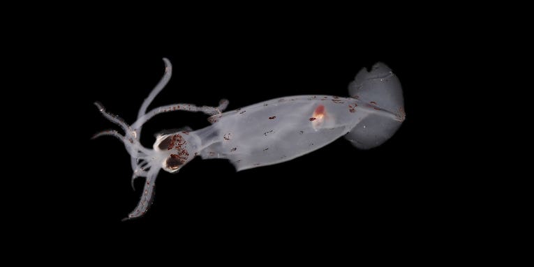 New squid alert! 100+ species discovered off the coast of New Zealand