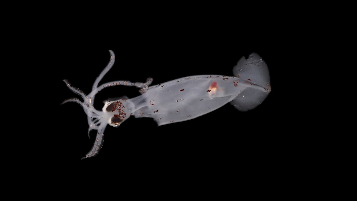 A potentially new squid species found off the coast of the South Island of New Zealand.