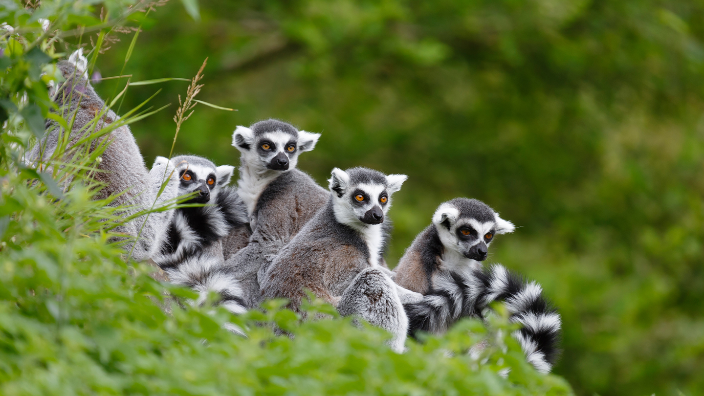a group of black and white ring-tailed lemurs sitting in green trees.