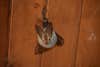 a yellow-winged bat hangs froma. ceiling