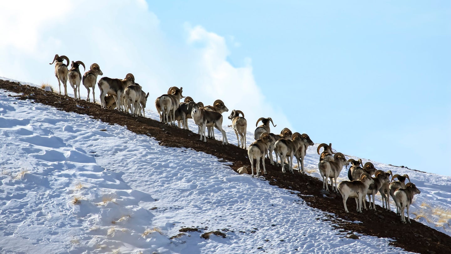 Group of Marco Polo Sheep on a snowy mountainside.